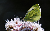 Green-veined white (Pieris napi)
